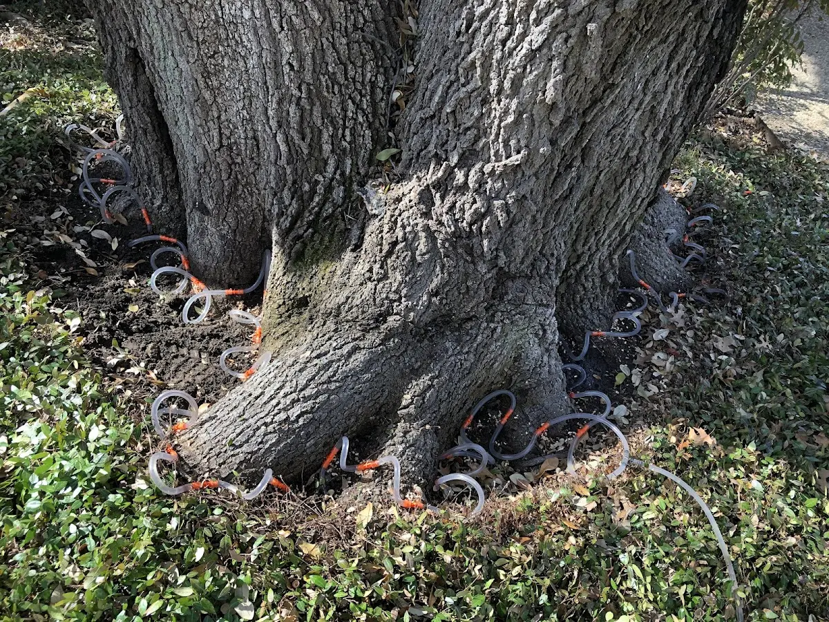 Detailed Tree Cabling and Bracing job site in Blue Mound