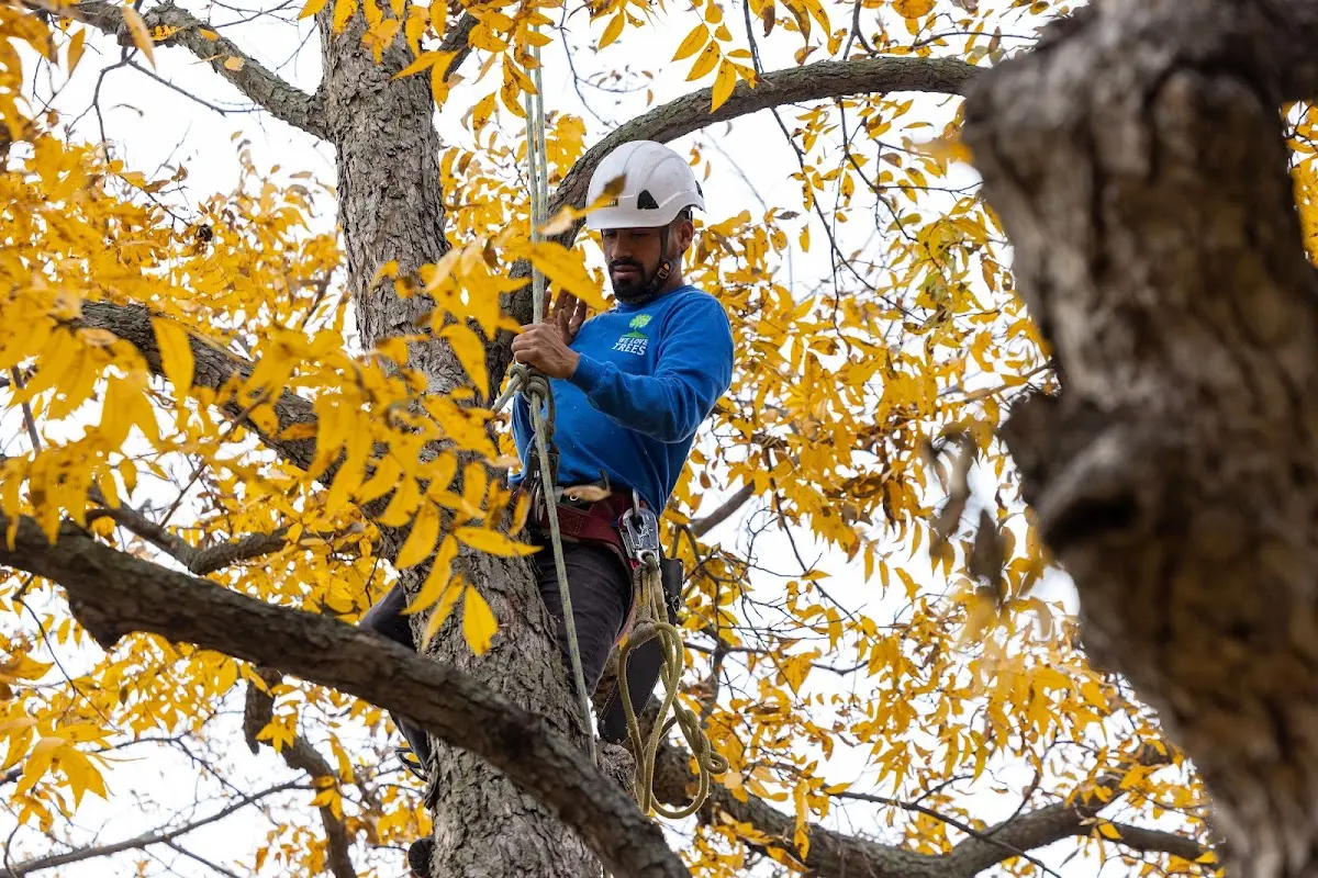 Skilled Tree Planing crew working in Blue Mound
