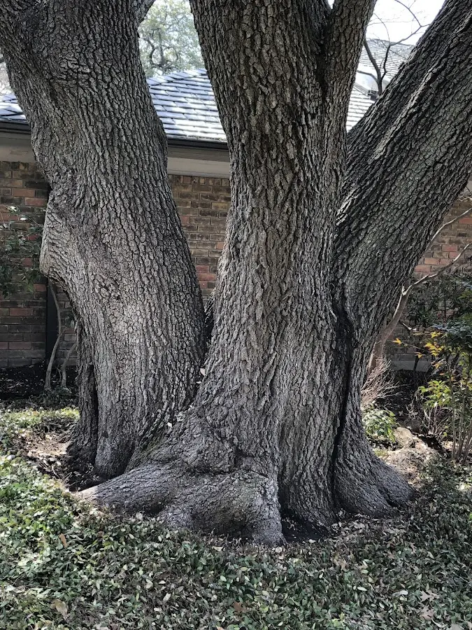 Mature heritage tree close to a Blue Mound property cared for by certified arborists
